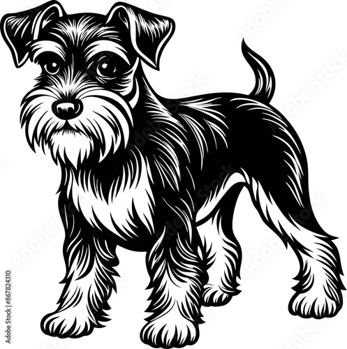 A black and white dog with a white muzzle stands in front of a white background