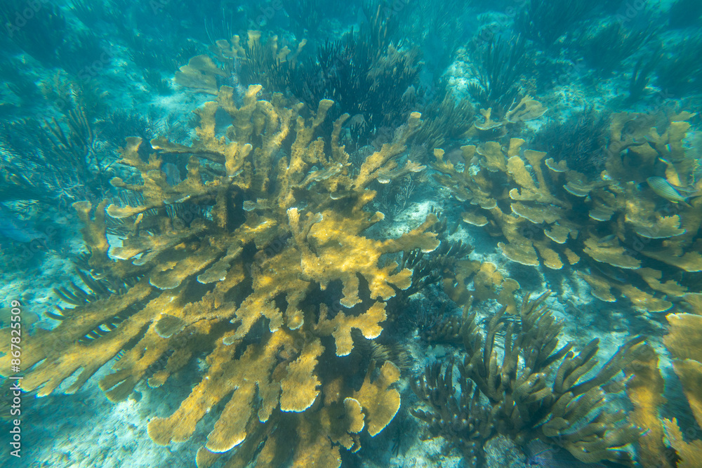 Obraz premium Tropical coral reef in crystal clear blue water. Hard and soft corals, underwater landscape.