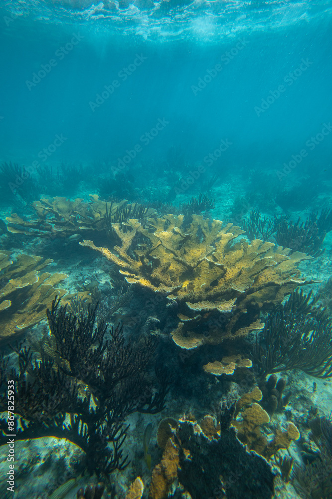 Fototapeta premium Tropical coral reef in crystal clear blue water. Hard and soft corals, underwater landscape.