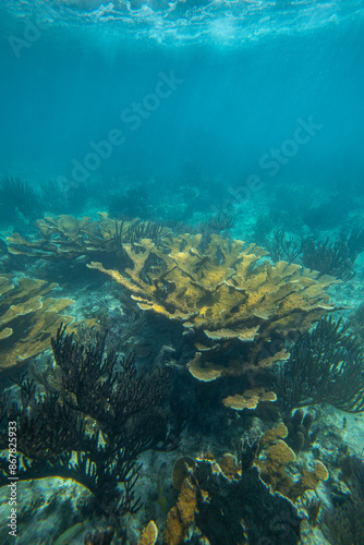 Tropical coral reef in crystal clear blue water. Hard and soft corals, underwater landscape.