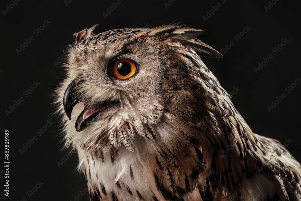 Portrait von einem Uhu mit geöffnetem Schnabel als Studiofoto mit schwarzem Hintergrund, Bubo bubo Portrait von einem Uhu mit geöffnetem Schnabel als Studiofoto mit schwarzem Hintergrund, Bubo bubo