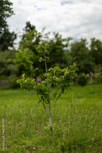 Little apple tree. Green young apples on a branch.