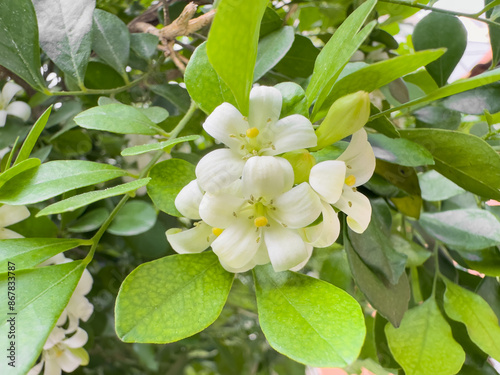 White flowers of Murraya paniculata, commonly known as orange jasmine, orange jessamine or mock orange. photo