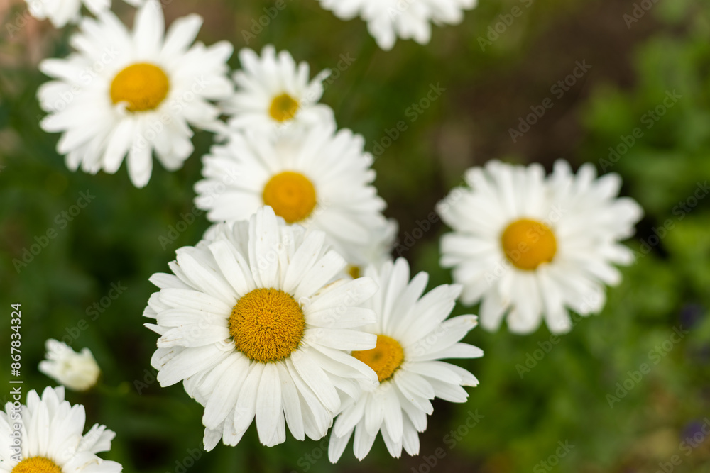 Big chamomile flower in the meadow. Yellow and white flower. Big chamomile flower in the meadow. Yellow and white flower.