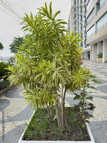 Leaves of Dracaena reflexa commonly called Indian song of Jamaica or pleomele. Plants for Clean Air. photo