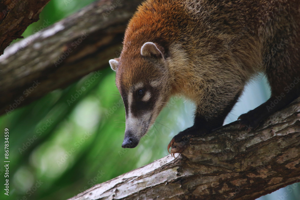 A White-nosed coati (Nasua narica) sitting in a tree, shot in Yucatan, Mexico.