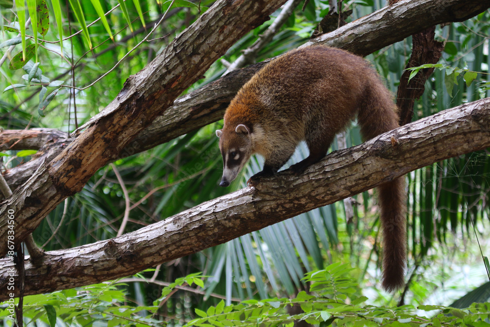 A White-nosed coati (Nasua narica) sitting in a tree, shot in Yucatan, Mexico.