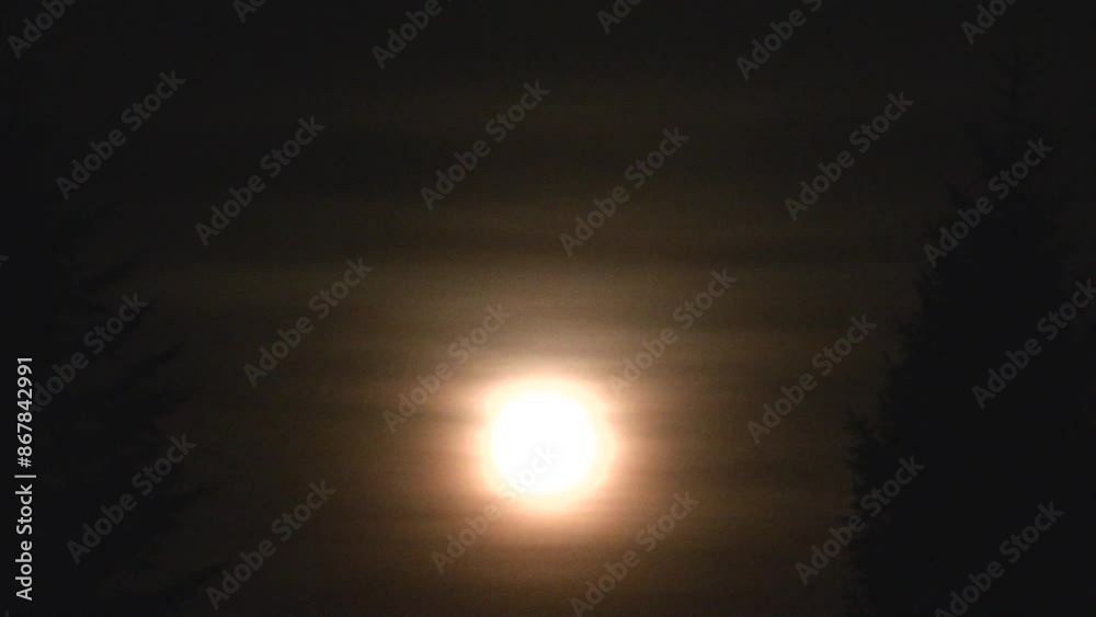 Dark sky and moonlight of full moon in December called Cold Moon with orange glow on slowly moving clouds - view between dark coniferous trees, real time. Topics: astronomy, meteorology, season Dark sky and moonlight of full moon in December called Cold Moon with orange glow on slowly moving clouds - view between dark coniferous trees, real time. Topics: astronomy, meteorology, season