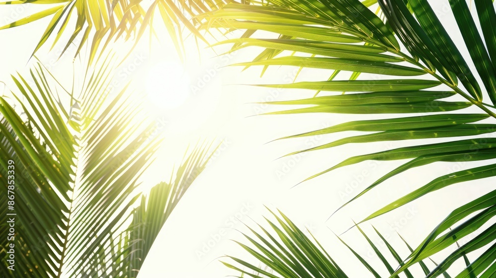 Palm tree leaves against a bright sky with space for text Palm tree leaves against a bright sky with space for text