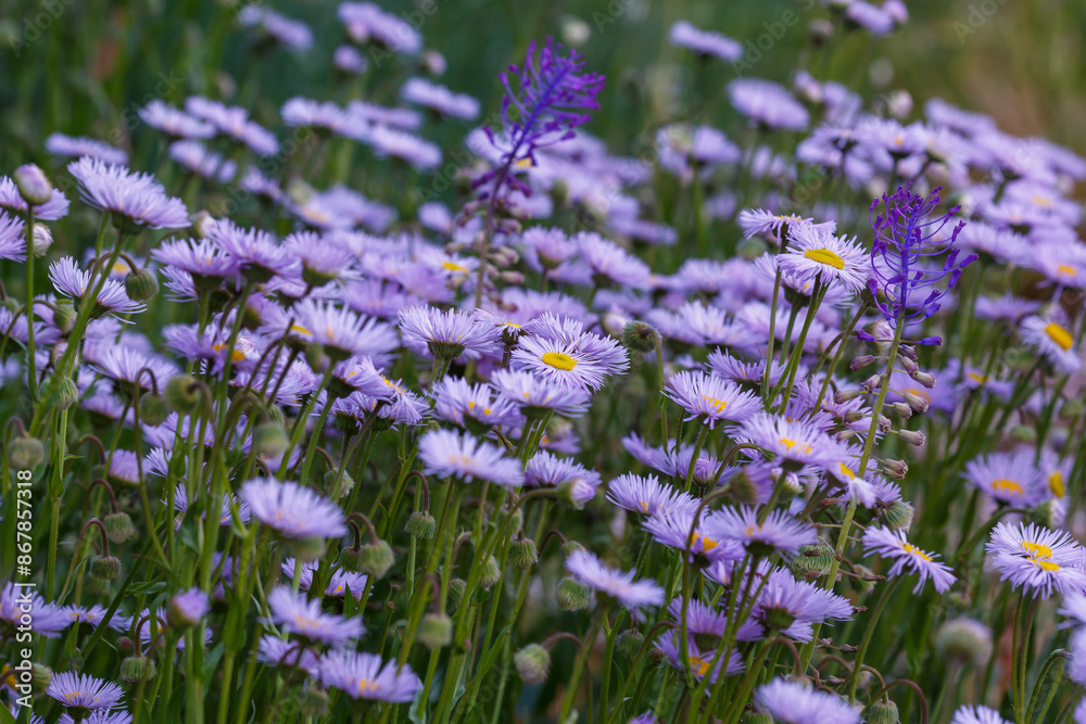 Naklejka premium Blooming Erigeron Azur Beauty. Beautiful lavender, purple flowers similar to asters, daisies like yellow baskets with cute petals