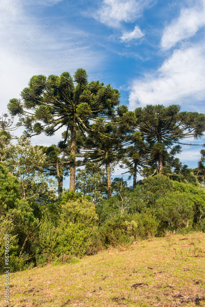 Grassland and Araucaria moist forest in Sao Francisco de Paula, South of Brazil Grassland and Araucaria moist forest in Sao Francisco de Paula, South of Brazil