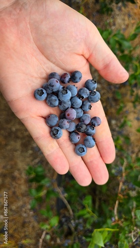 handful of blueberries