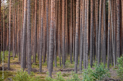 Pine Wood Forest. Sunset Light in Background. Forest in Lithuania, Europe. Bush and Moss in Background. Suset Sunbeam in Background