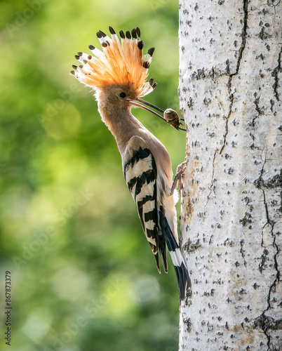 hoopoe bird feeding chicks photo