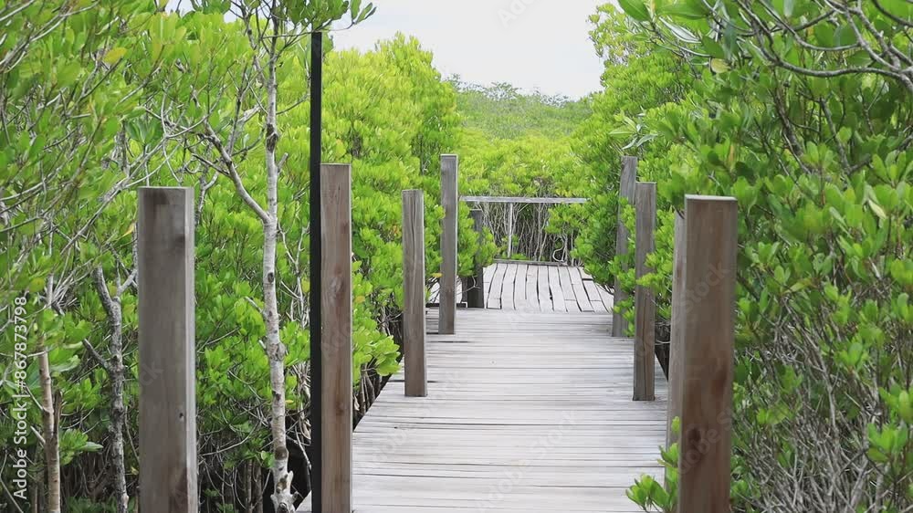 The background of the video is the nature of the trees in the Thung Prong Thong (Golden Meadow) mangrove forest, next to the river, with a wooden bridge to walk around and see the nature trails. The background of the video is the nature of the trees in the Thung Prong Thong (Golden Meadow) mangrove forest, next to the river, with a wooden bridge to walk around and see the nature trails.