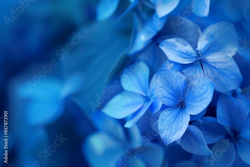 Azure Petals in Bloom © Александр Раптовый