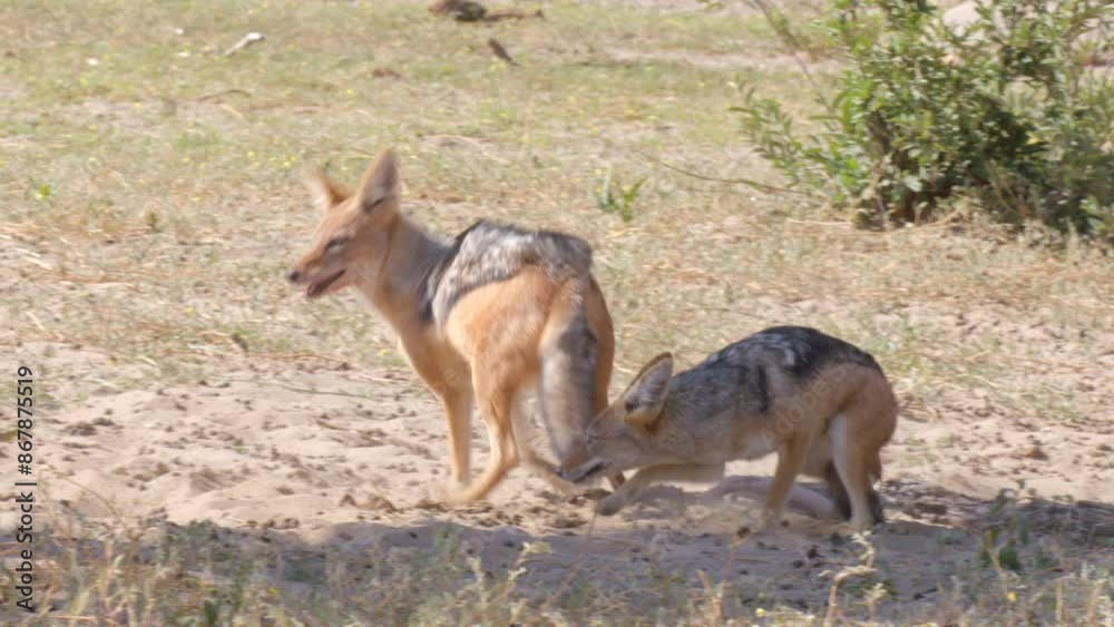 Jackals Fight Over Carcass Jackals Fight Over Carcass