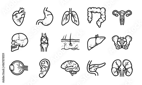 Anatomy, body parts - vector icon set, Heart, lungs, liver, kidneys, pancreas, brain, intestines,joint, ear eye, pelvis, uterus