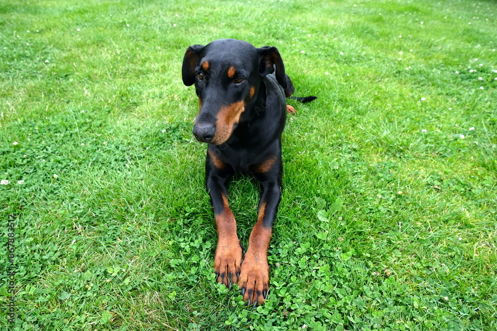 Dobermann Pinscher in a meadow Dobermann Pinscher in a meadow