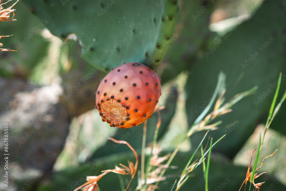 Cactus plant and its fruits from the Arabian desert Cactus plant and its fruits from the Arabian desert