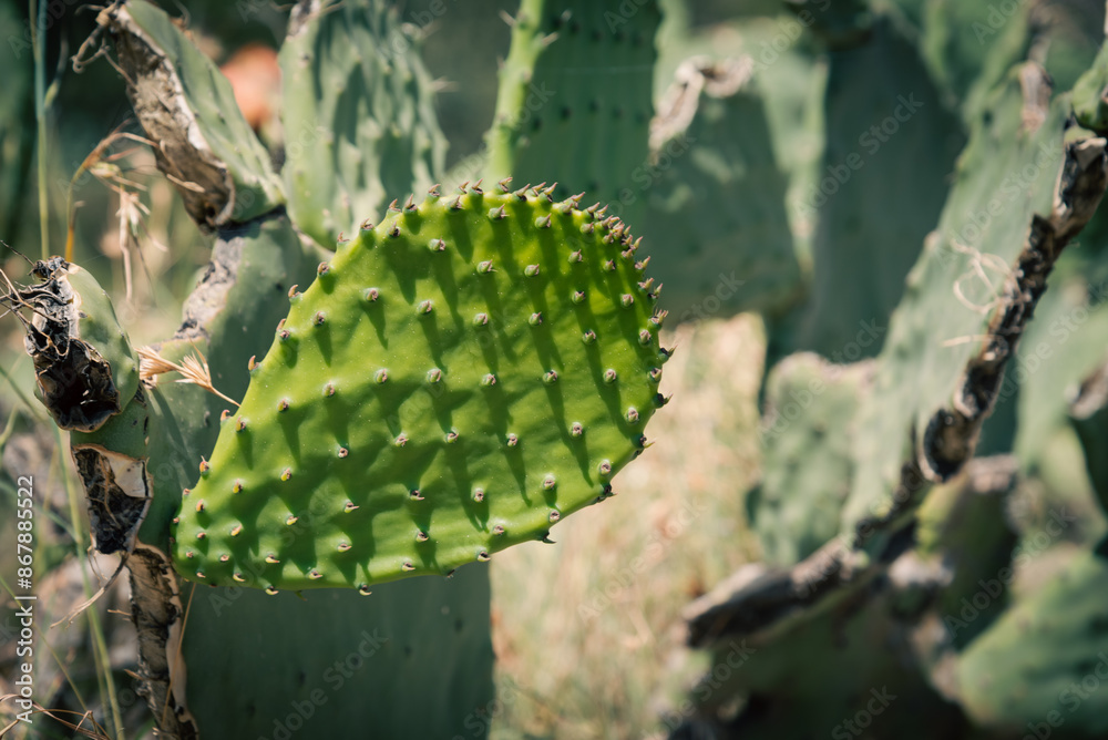Cactus plant and its fruits from the Arabian desert Cactus plant and its fruits from the Arabian desert