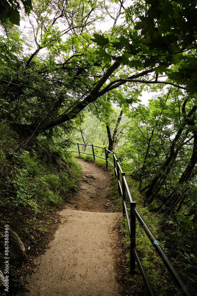 Obraz premium Path in the forest.