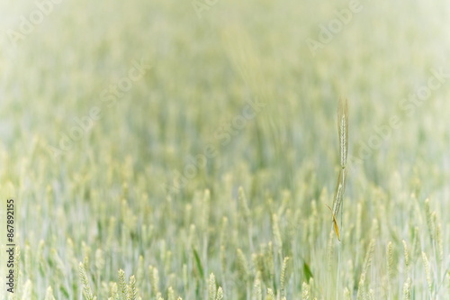 Źdźbła zboża w zielonej, letniej łące photo