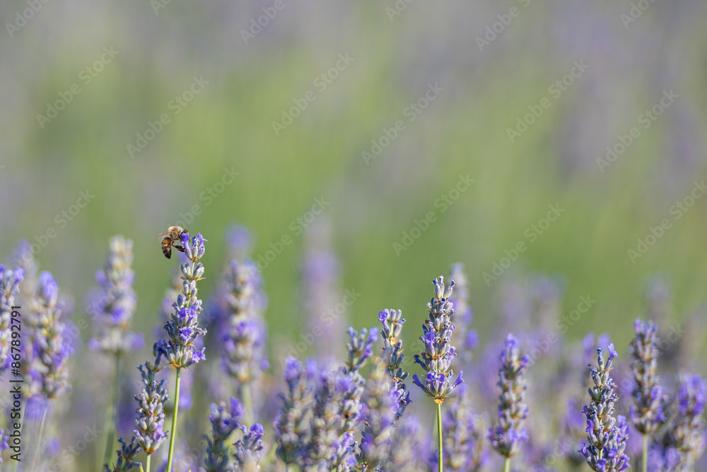 Naklejka premium Bee collecting honey from a lavender flower. Lavender garden, copy space. Blurred background.