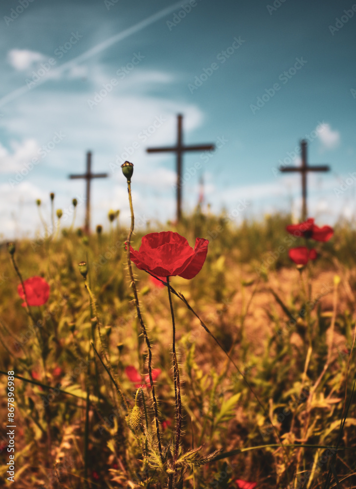 Obraz premium Poppy flowers in field.