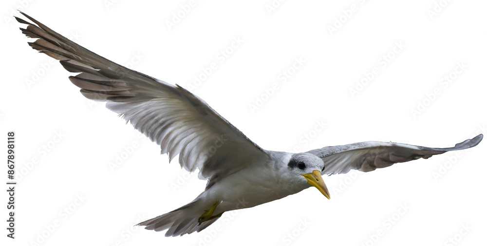 Large-billed Tern. Phaetusa simplex Large-billed Tern. Phaetusa simplex