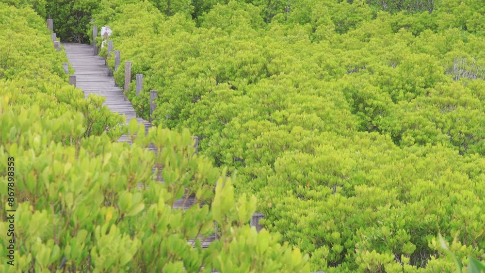 The background of the video is the nature of the trees in the Thung Prong Thong (Golden Meadow) mangrove forest, next to the river, with a wooden bridge to walk around and see the nature trails. The background of the video is the nature of the trees in the Thung Prong Thong (Golden Meadow) mangrove forest, next to the river, with a wooden bridge to walk around and see the nature trails.