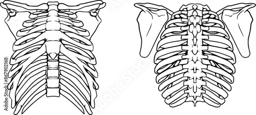 Hand Drawn Rib Cage Front and Back View. Anatomical Skeleton Vector Illustration.