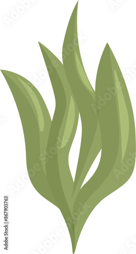 Green seaweed plant is growing underwater in the ocean