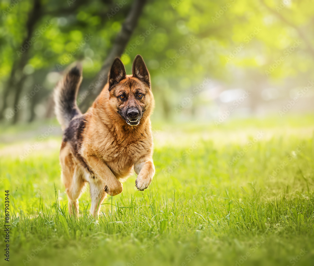 Purebred german shepherd jumps and runs on the meadow Purebred german shepherd jumps and runs on the meadow
