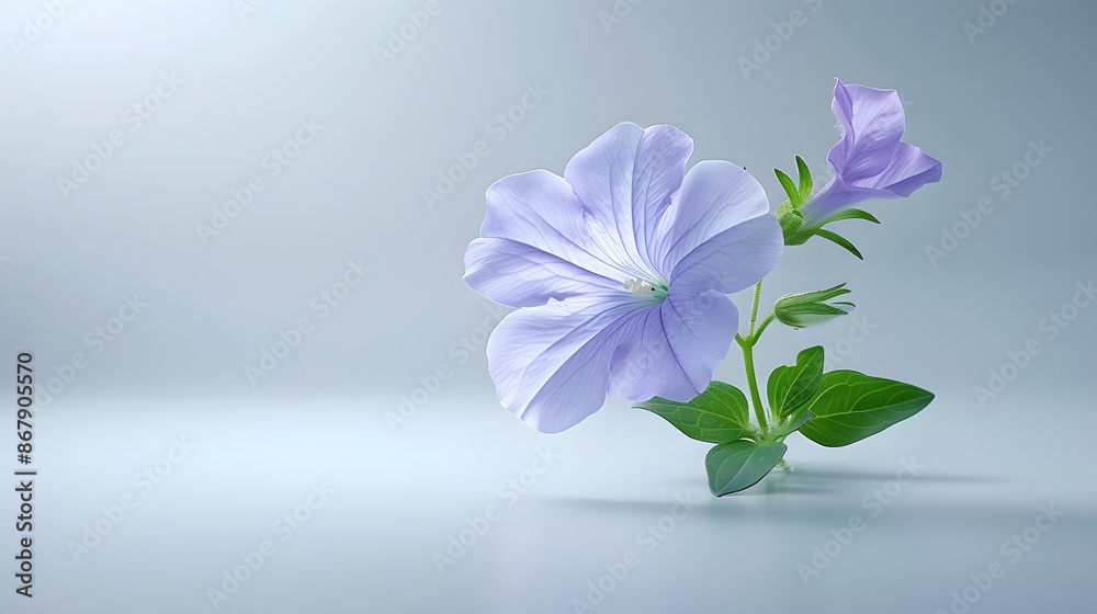 A minimalist shot of a single petunia with soft lighting on a clean background. List of Art Media Minimalist realistic A minimalist shot of a single petunia with soft lighting on a clean background. List of Art Media Minimalist realistic
