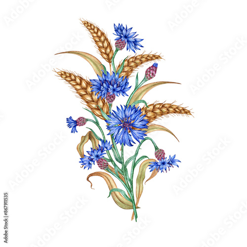 Blue cornflowers and ears of wheat bouquet watercolor illustration. Botanical composition element isolated from background. Suitable for cosmetics, aromatherapy, medicine, treatment, care, design,