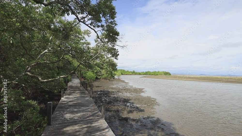 The background of the video is the nature of the trees in the Thung Prong Thong (Golden Meadow) mangrove forest, next to the river, with a wooden bridge to walk around and see the nature trails. The background of the video is the nature of the trees in the Thung Prong Thong (Golden Meadow) mangrove forest, next to the river, with a wooden bridge to walk around and see the nature trails.