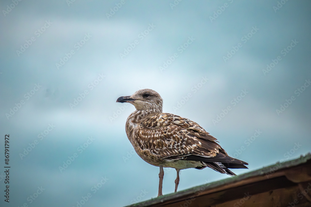 Obraz premium Gaivota 