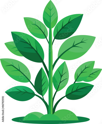 Simple vector illustration of a green plant with multiple leaves on a white background