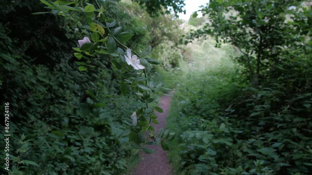 EDINBURGH - JUNE 24, 2024: A walk path through the woods near Duddingston Loch in Edinburgh, Scotland. EDINBURGH - JUNE 24, 2024: A walk path through the woods near Duddingston Loch in Edinburgh, Scotland.