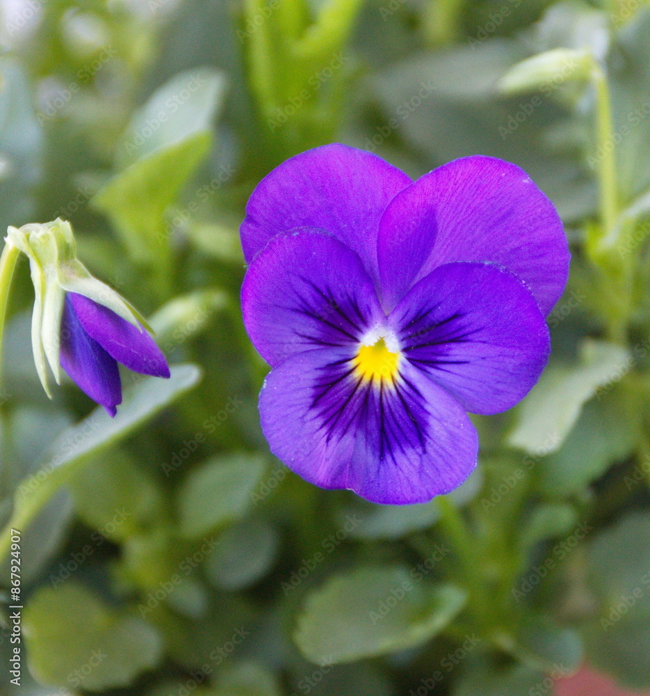 Viola plant with classic violet flowers , Viola, Common Violet, Viola tricolor, pansy flowers Viola plant with classic violet flowers , Viola, Common Violet, Viola tricolor, pansy flowers