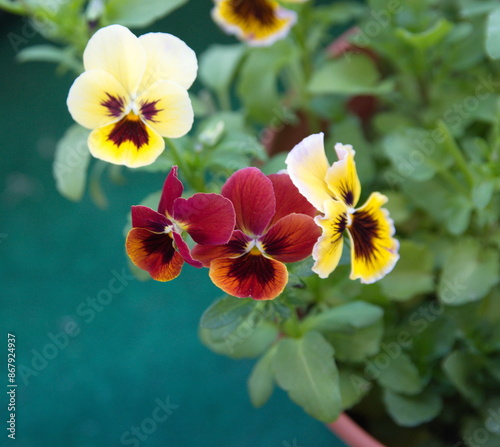 Viola plant with classic violet flowers , Viola, Common Violet, Viola tricolor, pansy flowers, on turquoise background