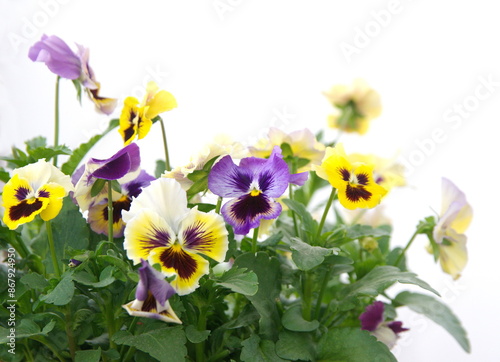 Viola plant with  classic violet flowers , Viola, Common Violet, Viola tricolor, pansy flowers, on white background photo