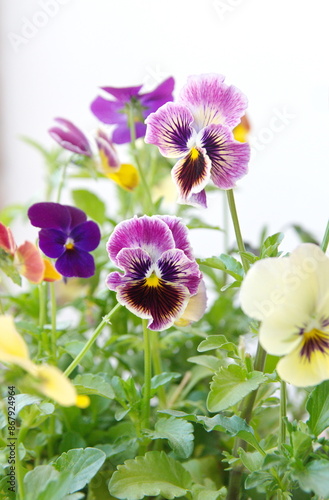 Viola plant with  classic violet flowers , Viola, Common Violet, Viola tricolor, pansy flowers, on white background photo