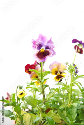 Viola plant with  classic violet flowers , Viola, Common Violet, Viola tricolor, pansy flowers, on white background photo