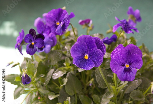 Viola plant with  classic violet flowers , Viola, Common Violet, Viola tricolor, pansy flowers, on turquoise background photo