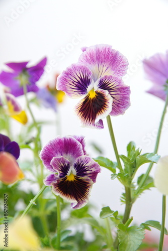 Viola plant with  classic violet flowers , Viola, Common Violet, Viola tricolor, pansy flowers, on white background photo