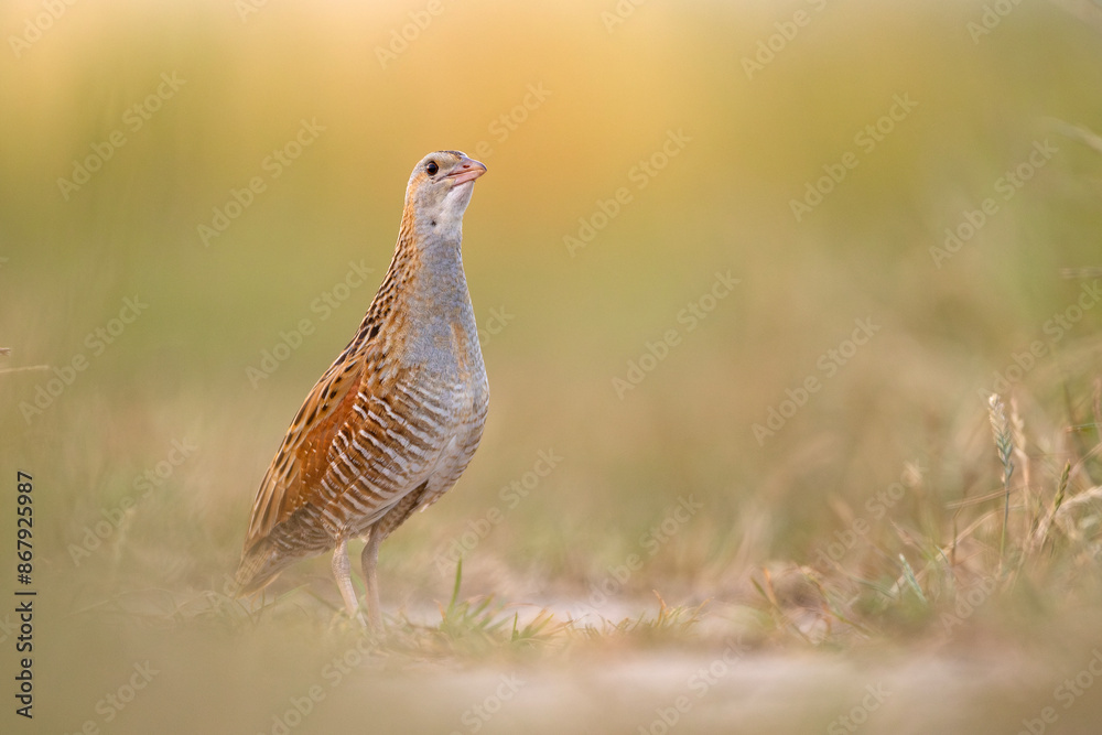 Derkacz (Crex crex) Derkacz (Crex crex)