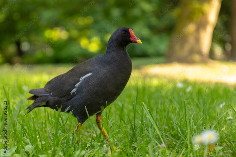 Kokoszka (Gallinula chloropus) w parku w Mediolanie Kokoszka (Gallinula chloropus) w parku w Mediolanie