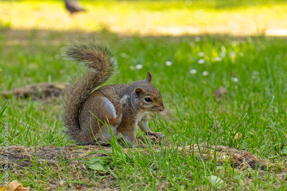 Naklejka premium Wiewiórka szara (Sciurus carolinensis) w parku Sempione w Mediolanie